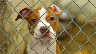 dog behind cage