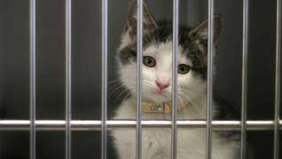 cat in kennel