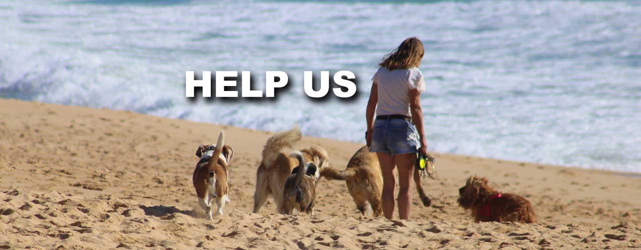 lady on the beach with dogs