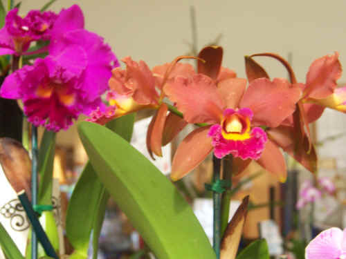orchid album